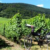 1907G 023 Mosel und Rhein